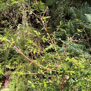 Coprosma quadrifida at Uriarra Village, ACT - 28 Jul 2024 11:30 AM