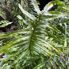 Blechnum minus (Soft Water Fern) at Uriarra Village, ACT - 28 Jul 2024 by Tapirlord