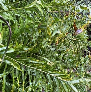 Blechnum minus at Uriarra Village, ACT - 28 Jul 2024 11:30 AM