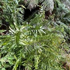 Blechnum minus at Uriarra Village, ACT - 28 Jul 2024 11:30 AM