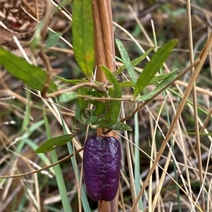 Billardiera macrantha (Mountain Appleberry) at Uriarra Village, ACT by Tapirlord