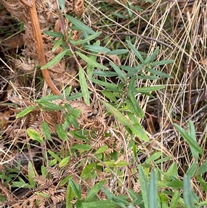 Billardiera macrantha at Uriarra Village, ACT - 28 Jul 2024