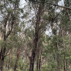 Eucalyptus radiata subsp. robertsonii (Robertson's Peppermint) at Uriarra Village, ACT - 28 Jul 2024 by Tapirlord