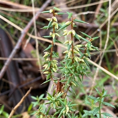 Styphelia fletcheri subsp. brevisepala (Twin Flower Beard-Heath) at Uriarra Village, ACT - 28 Jul 2024 by Tapirlord