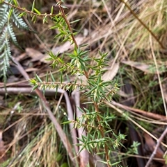 Styphelia fletcheri subsp. brevisepala at Uriarra Village, ACT - 28 Jul 2024