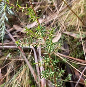 Styphelia fletcheri subsp. brevisepala at Uriarra Village, ACT - 28 Jul 2024 11:15 AM