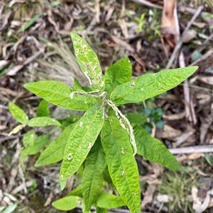 Olearia lirata at Uriarra Village, ACT - 28 Jul 2024 11:15 AM