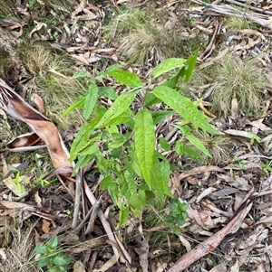 Olearia lirata at Uriarra Village, ACT - 28 Jul 2024 11:15 AM