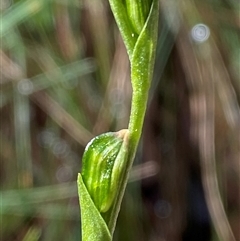 Bunochilus montanus (ACT) = Pterostylis jonesii (NSW) (Montane Leafy Greenhood) at Uriarra Village, ACT - 28 Jul 2024 by Tapirlord