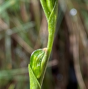 Bunochilus montanus (ACT) = Pterostylis jonesii (NSW) at Uriarra Village, ACT - suppressed