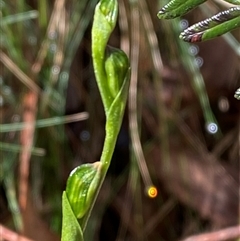 Bunochilus montanus (ACT) = Pterostylis jonesii (NSW) at Uriarra Village, ACT - suppressed