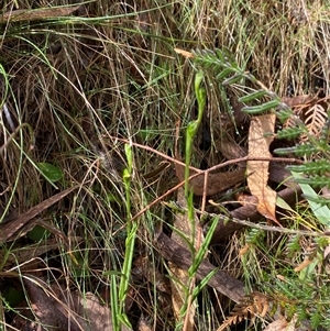 Bunochilus montanus (ACT) = Pterostylis jonesii (NSW) at Uriarra Village, ACT - 28 Jul 2024