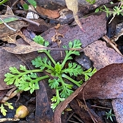 Leptinella filicula (Mountain Cotula) at Uriarra Village, ACT - 28 Jul 2024 by Tapirlord