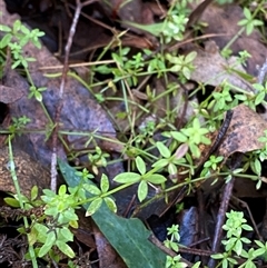 Galium leiocarpum (Maori Bedstraw) at Uriarra Village, ACT - 28 Jul 2024 by Tapirlord