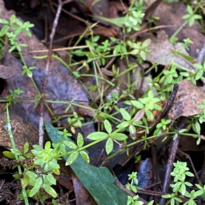 Galium leiocarpum (Maori Bedstraw) at Uriarra Village, ACT - 28 Jul 2024 by Tapirlord