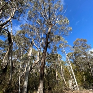 Eucalyptus dives (Broad-leaved Peppermint) at Uriarra Village, ACT by Tapirlord