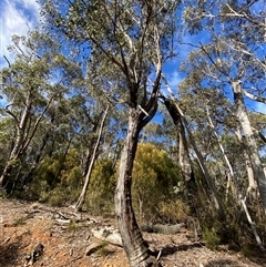 Eucalyptus dives at Uriarra Village, ACT - 28 Jul 2024 10:57 AM