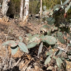 Eucalyptus dives at Uriarra Village, ACT - 28 Jul 2024 10:57 AM