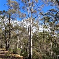 Eucalyptus mannifera subsp. mannifera (Brittle Gum) at Uriarra Village, ACT - 28 Jul 2024 by Tapirlord