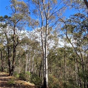 Eucalyptus mannifera subsp. mannifera (Brittle Gum) at Uriarra Village, ACT by Tapirlord