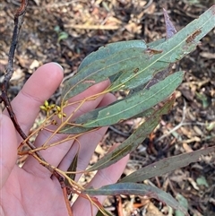 Eucalyptus mannifera subsp. mannifera at Uriarra Village, ACT - 28 Jul 2024 10:57 AM