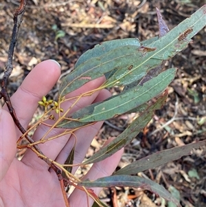 Eucalyptus mannifera subsp. mannifera at Uriarra Village, ACT - 28 Jul 2024 10:57 AM