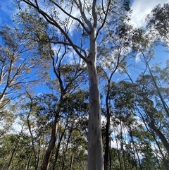 Eucalyptus mannifera subsp. mannifera at Uriarra Village, ACT - 28 Jul 2024 10:57 AM