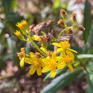 Senecio linearifolius var. latifolius at Uriarra Village, ACT - 28 Jul 2024 10:53 AM