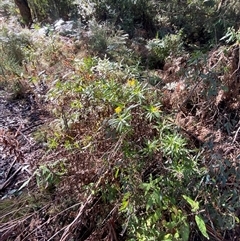 Senecio linearifolius var. latifolius at Uriarra Village, ACT - 28 Jul 2024 10:53 AM