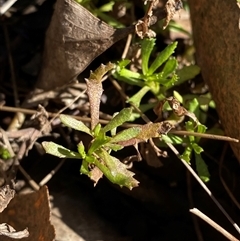 Centipeda cunninghamii (Common Sneezeweed) at Uriarra Village, ACT - 28 Jul 2024 by Tapirlord