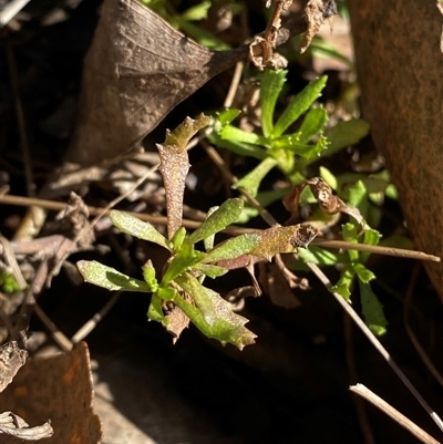 Centipeda cunninghamii (Common Sneezeweed) at Uriarra Village, ACT - 28 Jul 2024 by Tapirlord