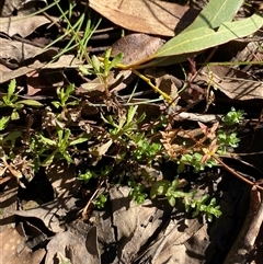 Centipeda cunninghamii at Uriarra Village, ACT - 28 Jul 2024 10:52 AM