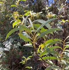 Acacia rubida (Red-stemmed Wattle, Red-leaved Wattle) at Uriarra Village, ACT - 28 Jul 2024 by Tapirlord