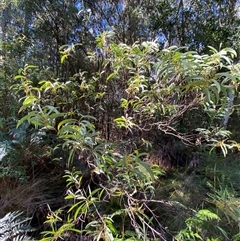 Acacia rubida at Uriarra Village, ACT - 28 Jul 2024 10:51 AM