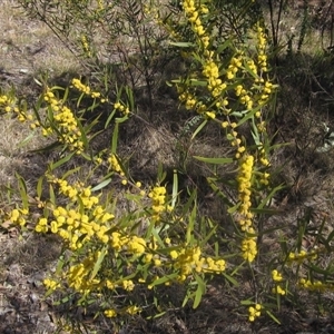 Acacia lanigera var. lanigera (Woolly Wattle, Hairy Wattle) at Weetangera, ACT by pinnaCLE