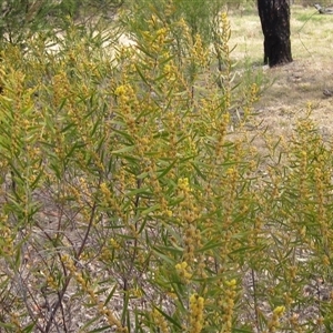 Acacia lanigera var. lanigera at Weetangera, ACT - 23 Sep 2024