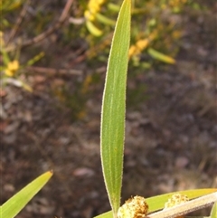 Acacia lanigera var. lanigera at Weetangera, ACT - 23 Sep 2024 01:22 PM