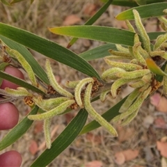 Acacia lanigera var. lanigera at Weetangera, ACT - 23 Sep 2024