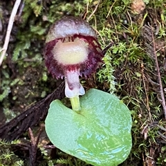 Corysanthes grumula (Stately helmet orchid) at Paddys River, ACT - 27 Jul 2024 by Tapirlord