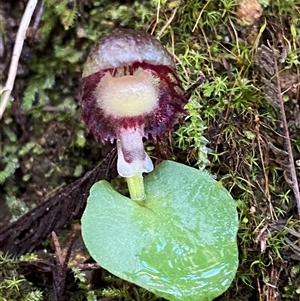 Corysanthes grumula at suppressed - 28 Jul 2024