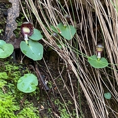 Corysanthes grumula at suppressed - 28 Jul 2024