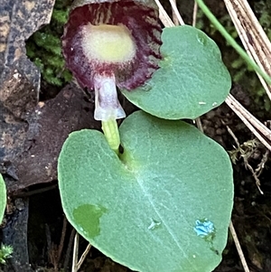 Corysanthes grumula at suppressed - 28 Jul 2024