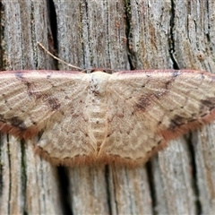 Idaea halmaea (Two-spotted Wave) at Mongarlowe, NSW by LisaH