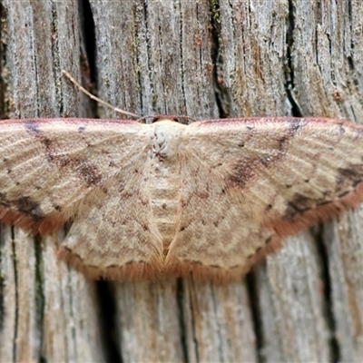 Idaea halmaea (Two-spotted Wave) by LisaH