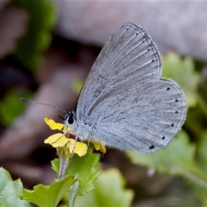 Candalides heathi (Rayed Blue) at Cotter River, ACT by KorinneM