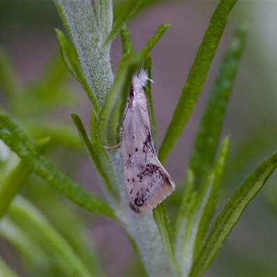 Thema (genus) (A Concealer moth) at Cotter River, ACT - 23 Nov 2024 by KorinneM