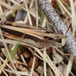 Cryptobothrus chrysophorus at suppressed - 26 Nov 2024