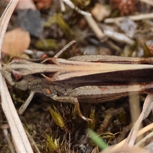 Cryptobothrus chrysophorus at suppressed - 26 Nov 2024