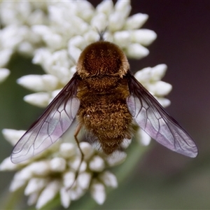 Staurostichus sp. (genus) (Unidentified Staurostichus bee fly) at Cotter River, ACT by KorinneM