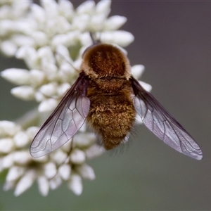 Staurostichus sp. (genus) at Cotter River, ACT - 23 Nov 2024